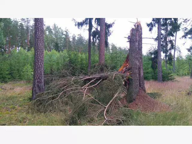 Drzewa Chorują i Umierają