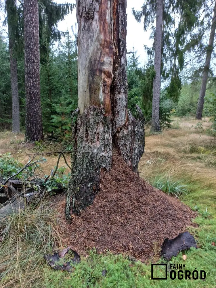 Drzewo podgryzane przez mrówki, a także jak chorują i umierają drzewa w lesie oraz choroby drzew