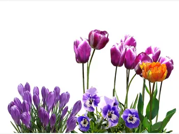 Ilustracja artykułu jakie kwiaty sadzić wiosną, a jakie jesienią? sprawdź, czego nie może zabraknąć w twoim ogrodzie