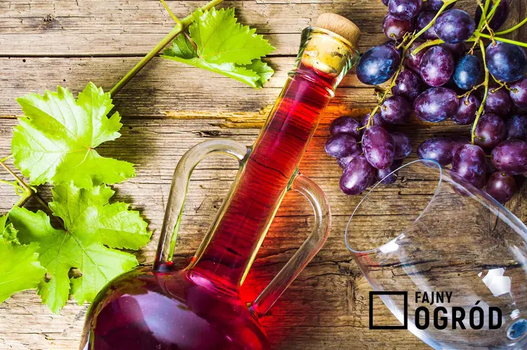 Domowe wino z winogron w butelce, a także drożdże winne do przygotowania domowego wina, opis oraz zastosowanie