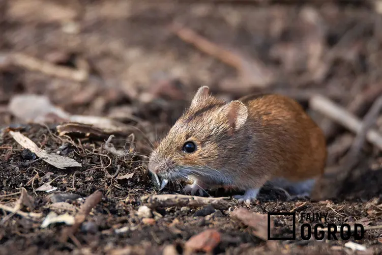 Mysz schowana w ogrodzie, a także odstraszacz na myszy krok po kroku, czyli działanie, skuteczne rodzaje odstraszaczy, zastosowanie