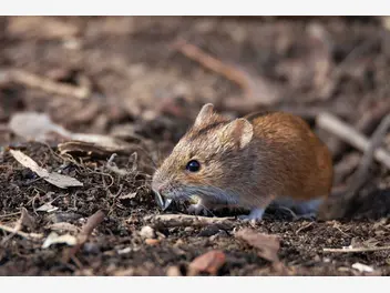 Ilustracja artykułu odstraszasz na myszy – rodzaje, działanie, skuteczność porady