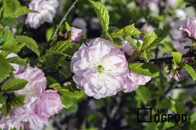 Delikatne różowe kwiaty migdałka oraz migdałek szczepiony na pniu, pielęgnacja, uprawa oraz stanowisko
