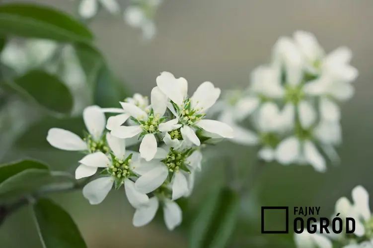 Białe kwiaty świdośliwy olcholistnej oraz opis rośliny, wymagania i sadzenie w ogrodzie, a także pielęgnacja
