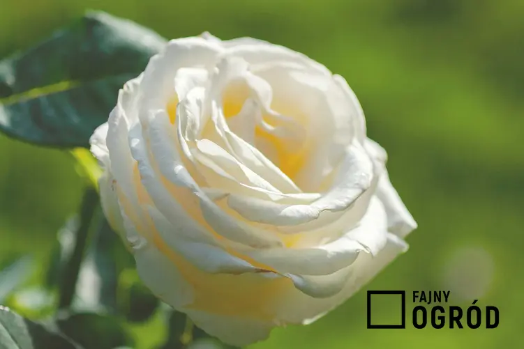 Kwiat biało-kremowej róży Chopin, a także charakterystyka odmiany, uprawa, sadzonki i ceny