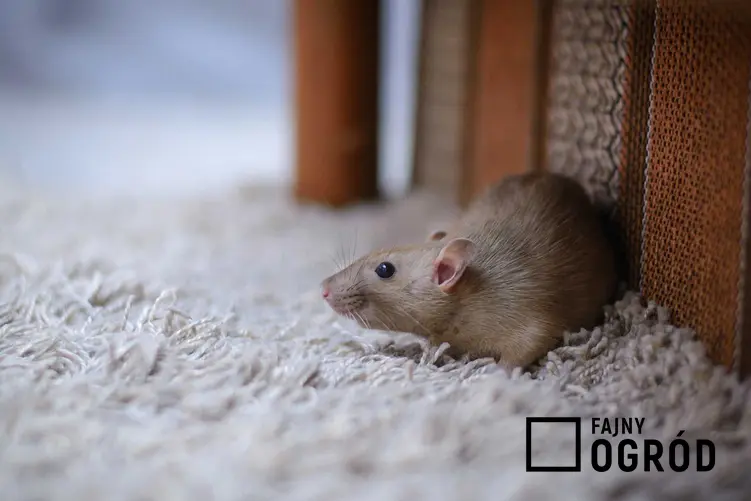 Mysz w domu, a także zastosowanie elektrycznego odstraszacza myszy, rodzaje urządzeń, działanie krok po kroku