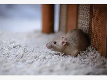 Ilustracja artykułu elektryczny odstraszacz myszy – rodzaje, działanie, skuteczność