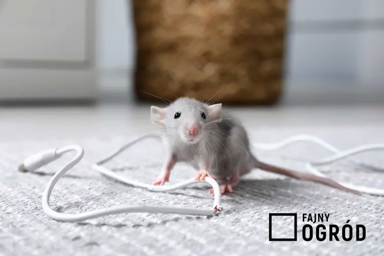 Mysz, która przegryzła kabel, a także elektryczny odstraszacz na myszy krok po kroku - rodzaje i działanie