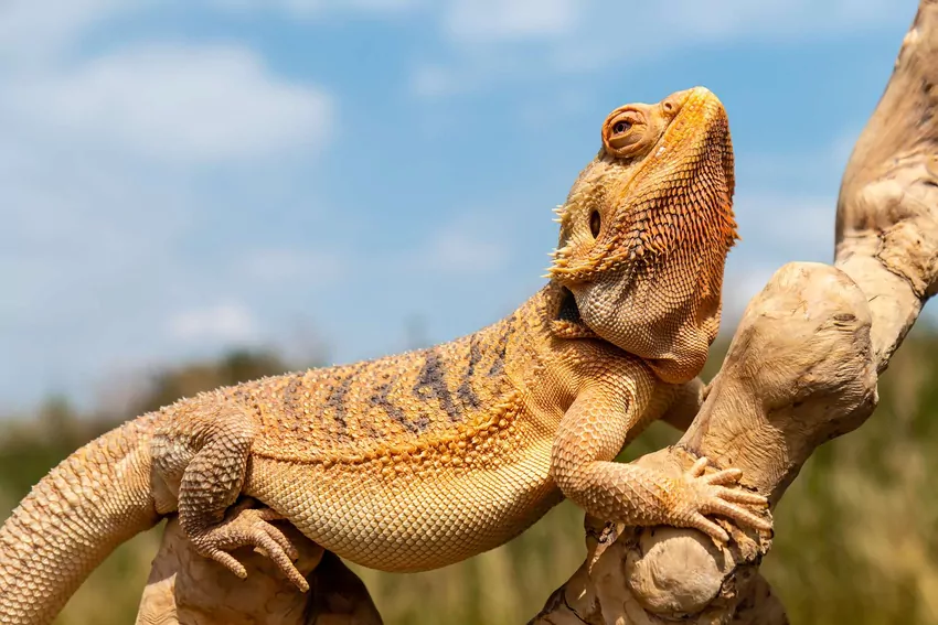 Agama brodata w zewnętrznej wolierze