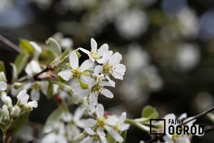 Białe kwiaty świdośliwy drzewiastej w ogrodzie, a także opis, wymagania oraz porady dla ogrodników