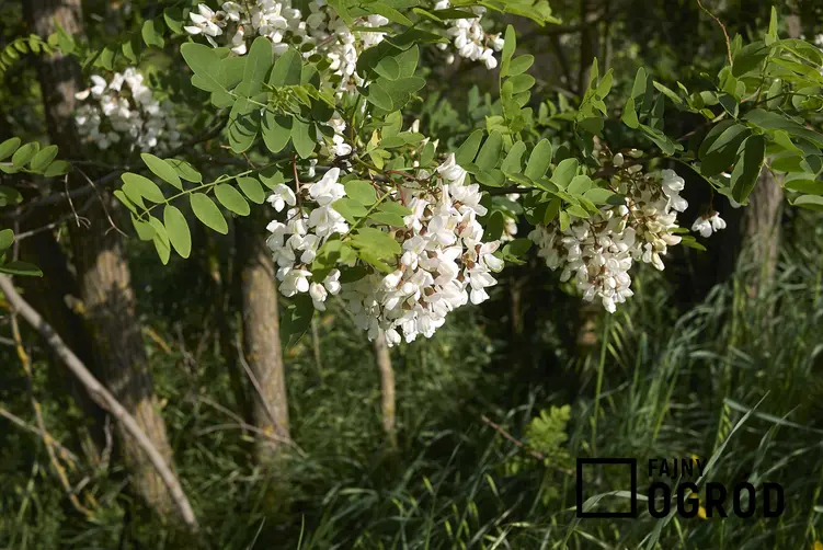 Kwiaty robinii akacjowej, czyli robinia biała w rozkwicie, a także opis gatunku, wymagania, pielęgnacja i sadzenie