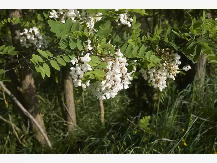 Robinia biała - opis i pielęgnacja