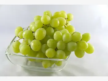 Ilustracja artykułu winogrona bezpestkowe – opis, sadzonki, uprawa, porady