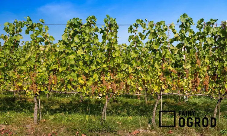 Winorośle z winogronami bezpestkowymi, a także odmiany winogrona bezpestkowe, opis, sadzonki, uprawa