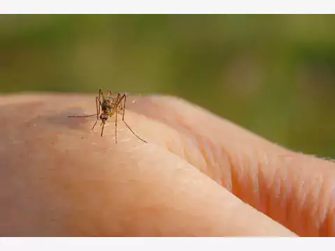 Ekologiczne sposoby na komary w domu