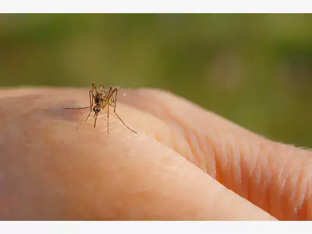 Ekologiczne sposoby na komary w domu