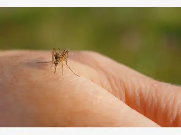 Ilustracja artykułu domowe sposoby na komary. zobacz, jak w ekologiczny sposób pozbyć się komarów