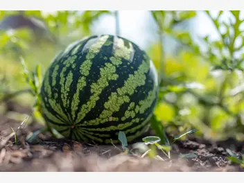 Ilustracja artykułu jak rośnie arbuz? wyjaśniamy tajniki uprawy arbuzów