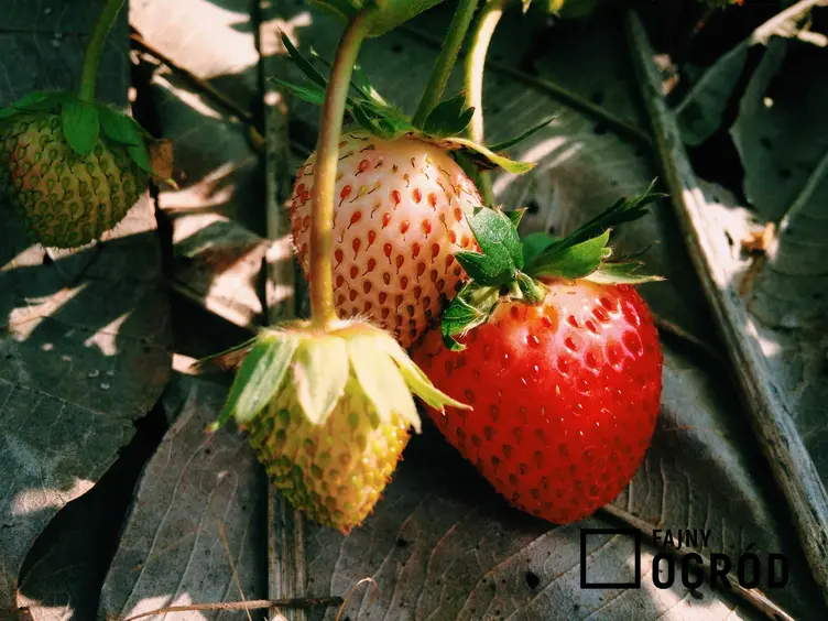 Truskawki w czasie dojrzewania, a także truskawki pnące i truskawki wiszące, opis oraz uprawa