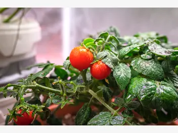 Ilustracja artykułu co i jak uprawiać w namiocie uprawowym – growbox?