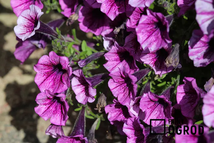 Petunia kaskadowa o fioletowych kwiatach w doniczce, a także opis, podlewanie, sadzenie oraz pielęgnacja