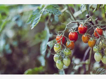 Ilustracja artykułu jak hodować pomidory na balkonie - sprawdzony poradnik