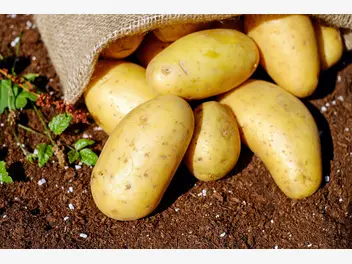 Ilustracja artykułu uprawa ziemniaków na działce