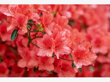 Ilustracja artykułu rododendron - odmiany oraz uprawa