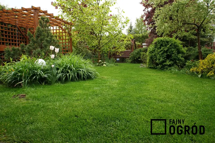 Zielony ogród z idealnie przystrzyżonym trawnikiem, wertykulator spalinowy czy elektryczny, jak często wykonywać wertykulację trawnika