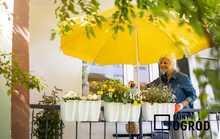 Starsza, uśmiechnięta kobieta stoina balkonie podlewając kwiaty, siatka zabezpieczająca na kwiaty balkonowe