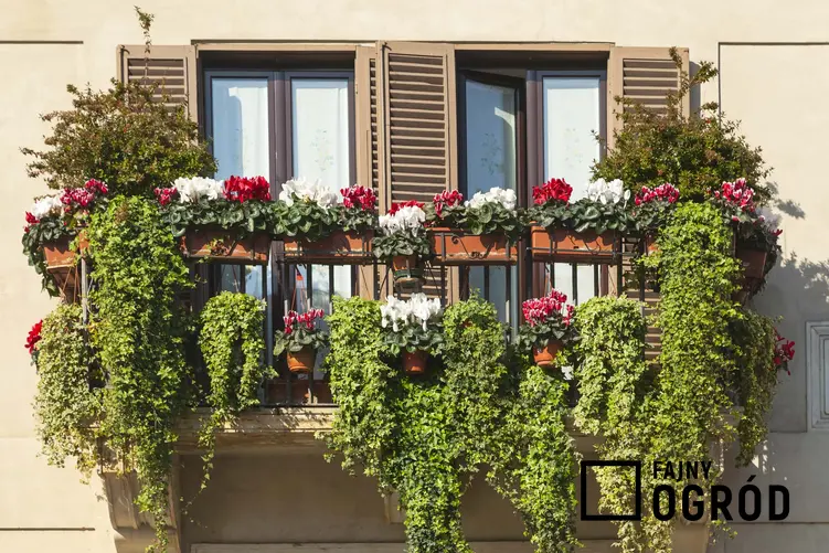 Dużo zielonych roślin na balkonie, kwiaty zwisają z balustrady, co to jest pergotenda i do czego służy, jakie są rodzaje zabezpieczeń roślin balkonowych