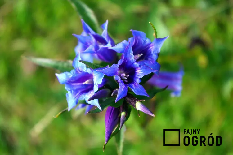 Niebieski kwiat goryczki trojeściowej, a także pielęgnacja i uprawa w ogrodzie oraz właściwości rośliny
