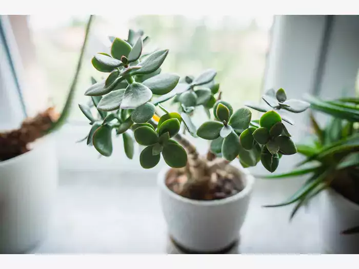 Crassula ovata: opis i uprawa