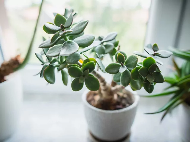 Crassula ovata: opis i uprawa