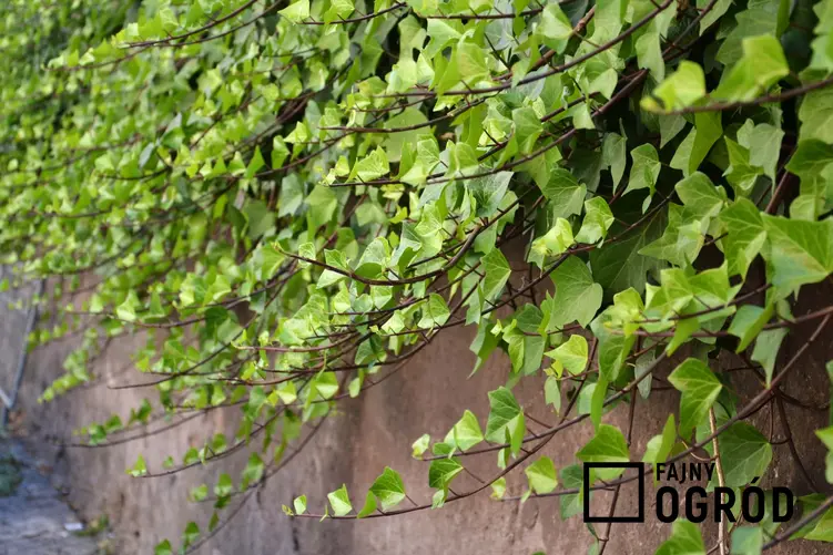 Ściana z bluszczu, czy bluszcz pospolity jest rośliną długowieczną i czy warto uprawiać bluszcz na balkonie