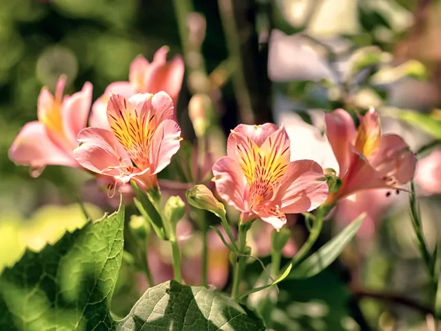 Alstremeria – uprawa i pielęgnacja