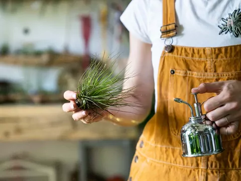 Tillandsia (oplątwa) - opis i uprawa
