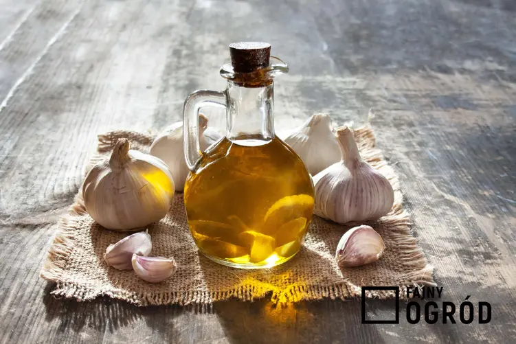 Czosnek oraz oliwa czosnkowa, a także właściwości czosnku, jego wpływ na zdrowie i porady kulinarne