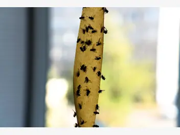 Ilustracja artykułu lep na muchy - rodzaje, ceny, skuteczność, samodzielne wykonanie