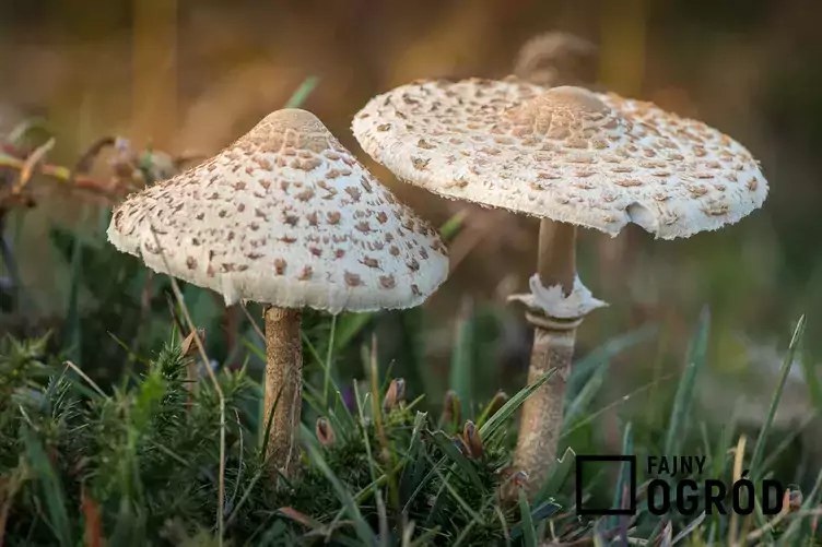 Dwa grzyby czubajka kania na leśnej polanie, a także informacje, jak rozpoznać grzyb kania czubajka