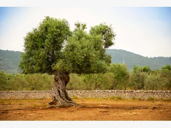 Ilustracja artykułu drzewo oliwne – informacje, wymagania, uprawa, porady