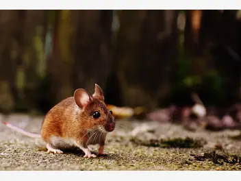 Ilustracja artykułu w jaki sposób działa trutka na myszy?