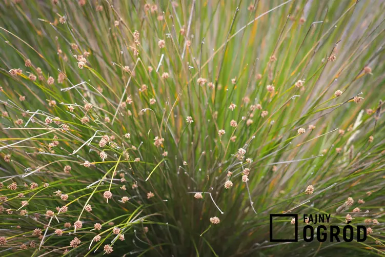 Ficinia nodosa występująca w Polsce, jak z traw łąkowych zrobić zielnik, jak rozmnażają się trawy łąkowe