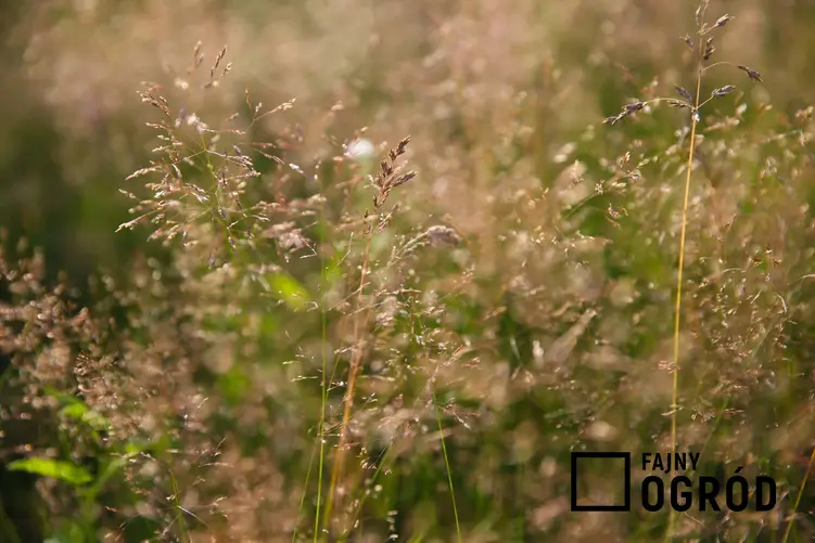 Pole wiechliny łąkowej, kwitnąca wiechlina łąkowa, jak wygląda wiechlina łąkowa, trawy w Polsce