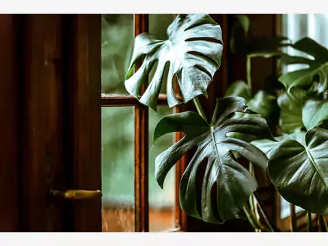 Monstera Variegata - drogie liście