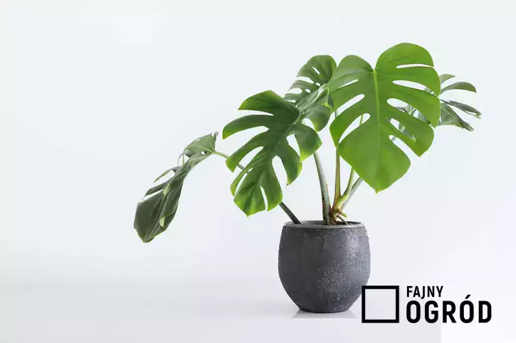 Monstera dziurkowana w doniczce