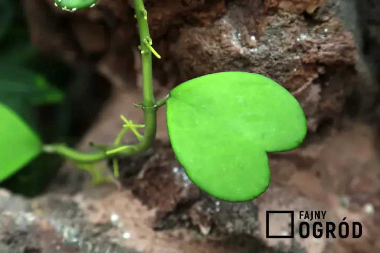 Grube liście hoyi kerrii, liść hoyi kerrii w kształcie serca, skąd pochodzi roślina hoya kerrii, dlaczego ciężko w Polsce dostać hoyę kerrii