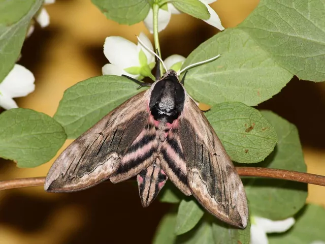 Zawisak tawulec - opis i ciekawostki