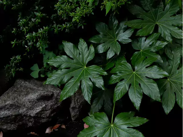 Aralia: opis, odmiany, uprawa poradniki