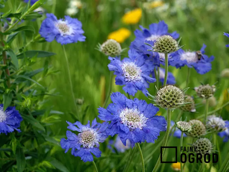 Niebieskie kwiaty driakwi, jak rozmnaża się driakiew i jak wysiewa się nasiona driakiewi